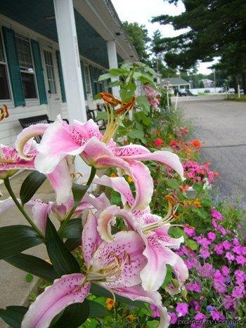 White Trellis 2*